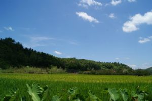 村邊，或青或黃稻田